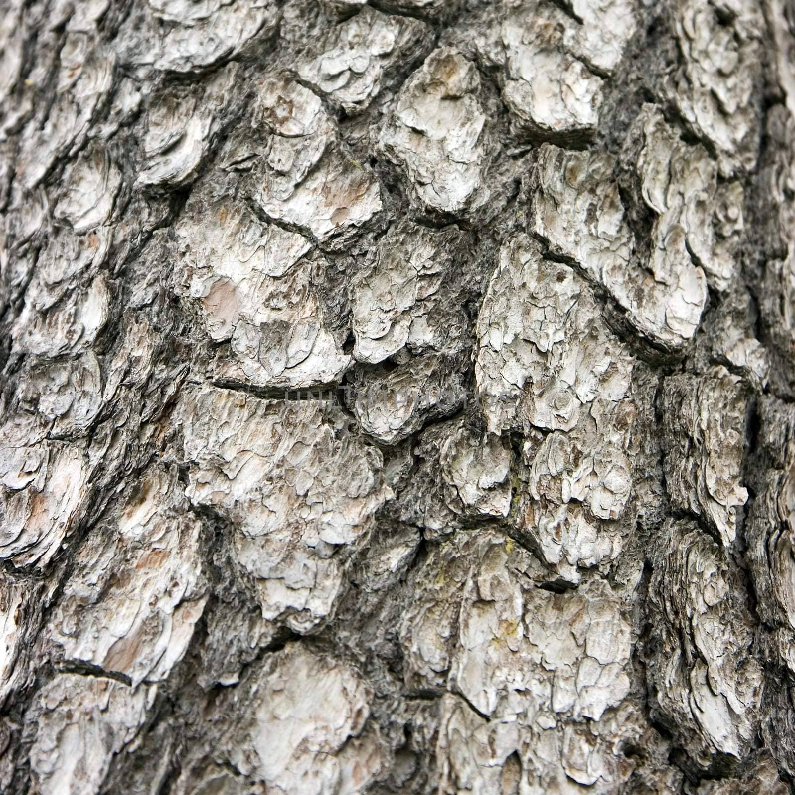 Natural structure of a bark of a pine closeup