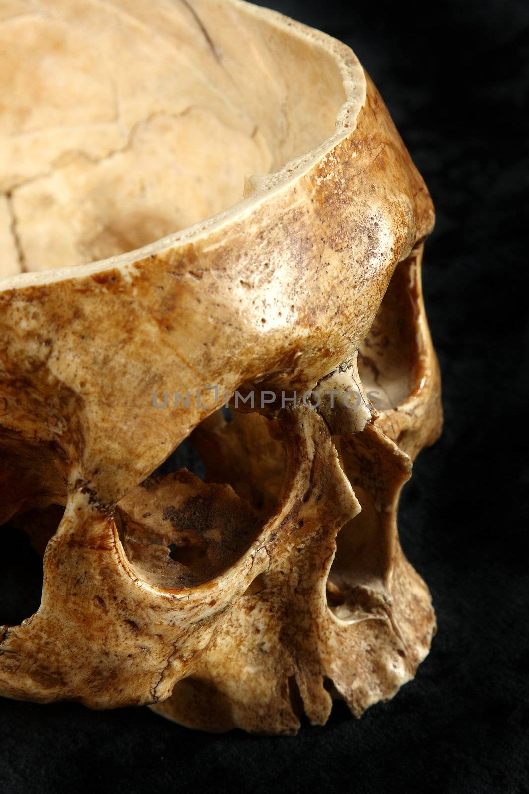 Skull of the person on a black background