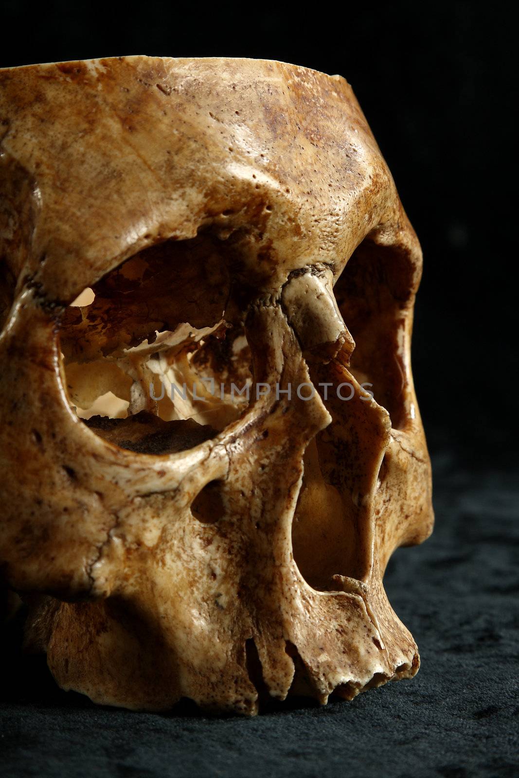 Skull of the person on a black background