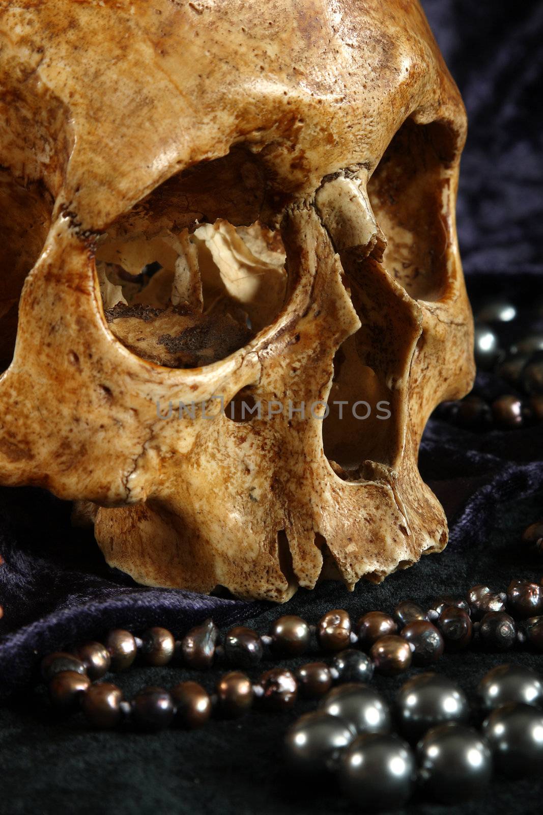 Skull of the person on a black background