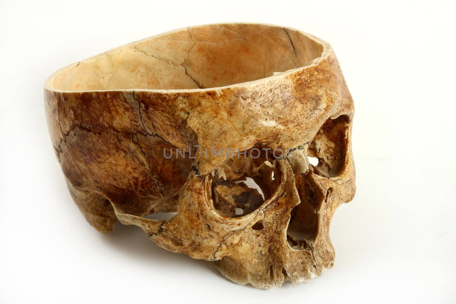 Skull of the person on a white background