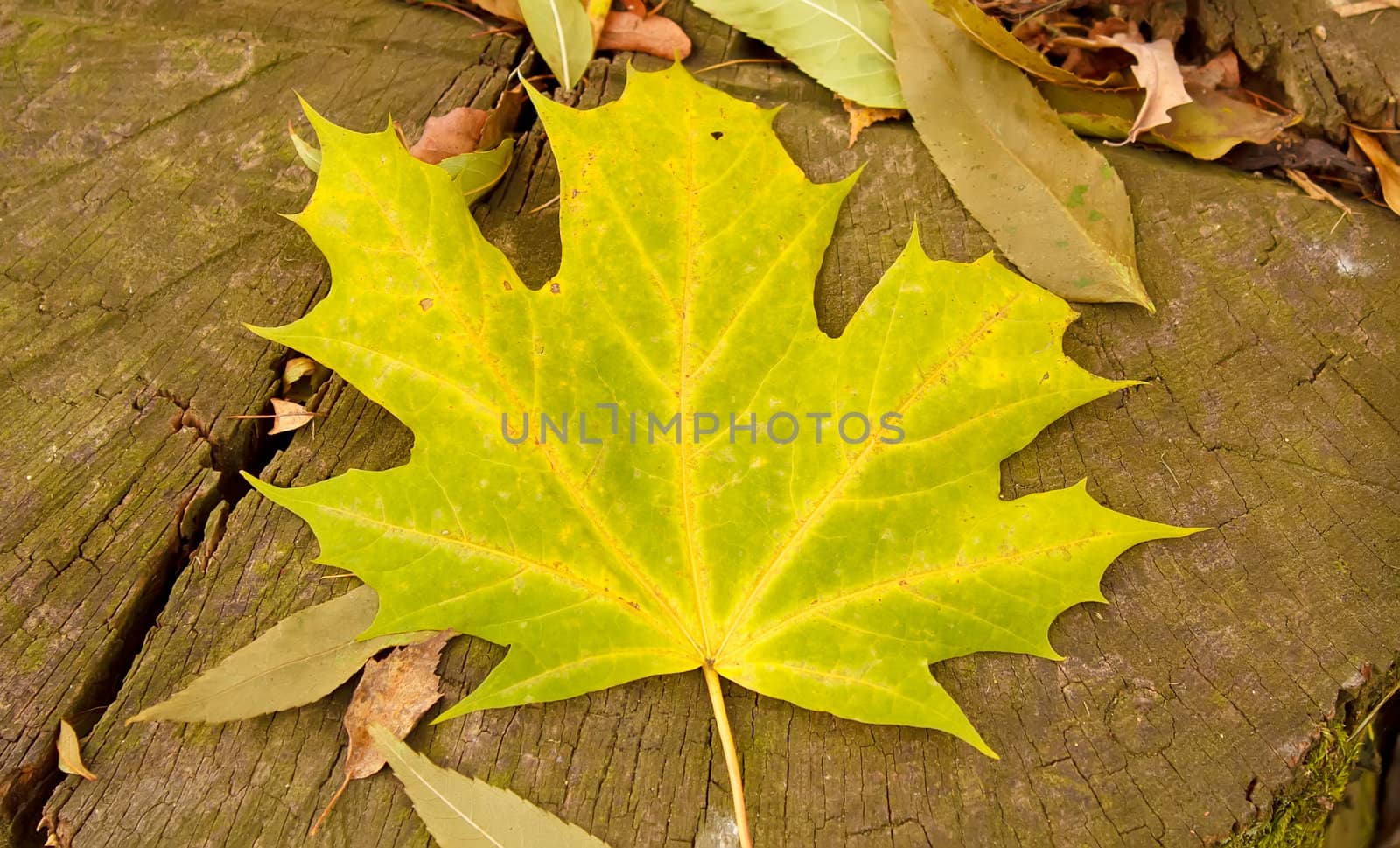maple leaves on stump