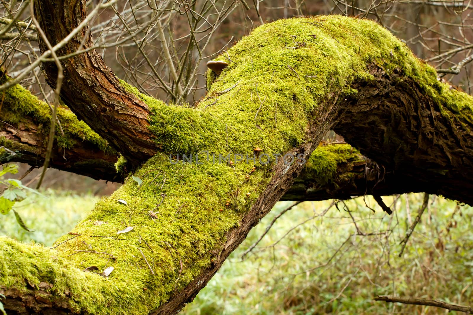 Bright Green Moss (bryophytes) on tree trunks by artush