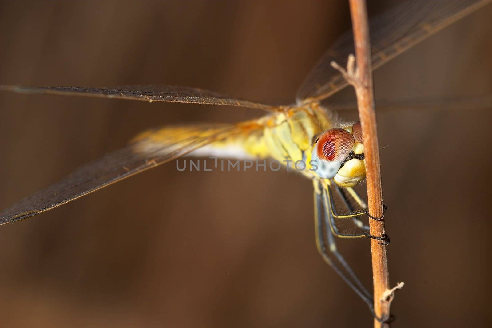 Image of a dragonfly ( sympetrum sp ) accomplished like photo of approximation.