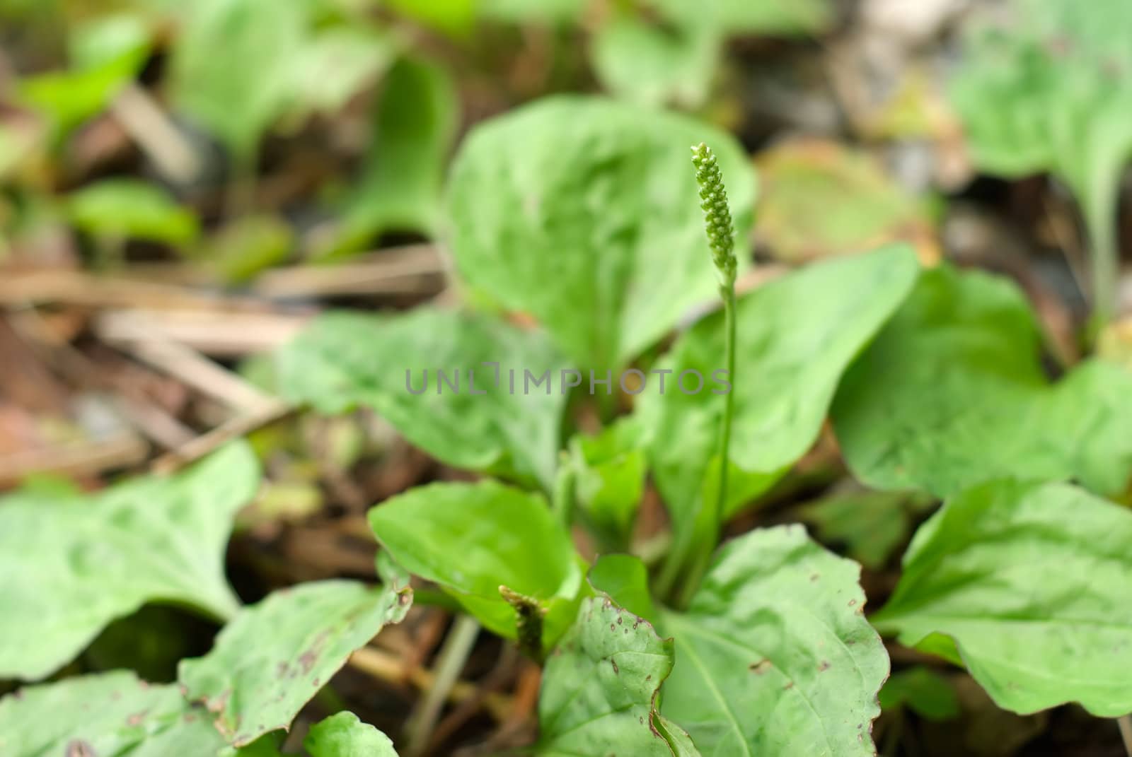 It is a beautiful macro grassland look.