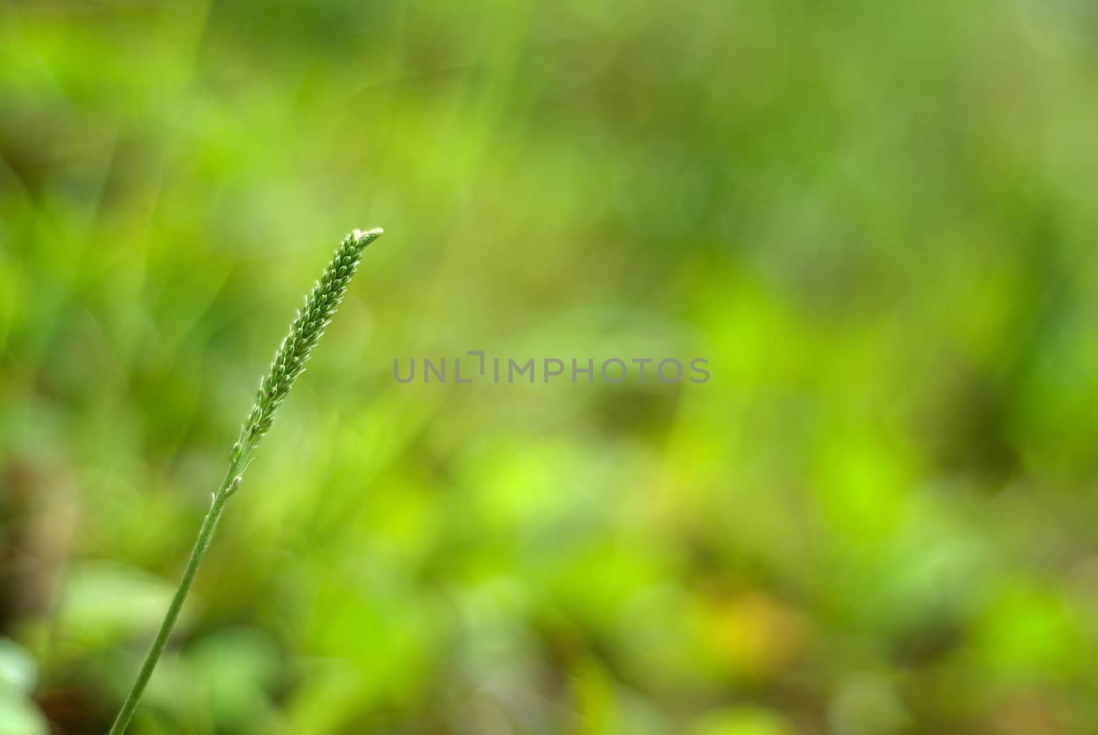 It is a beautiful macro grassland look.