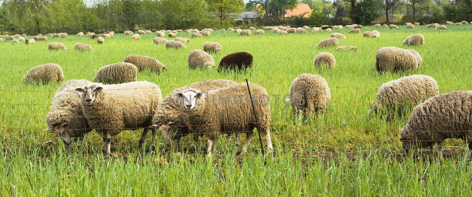 Grazing sheep. by SasPartout