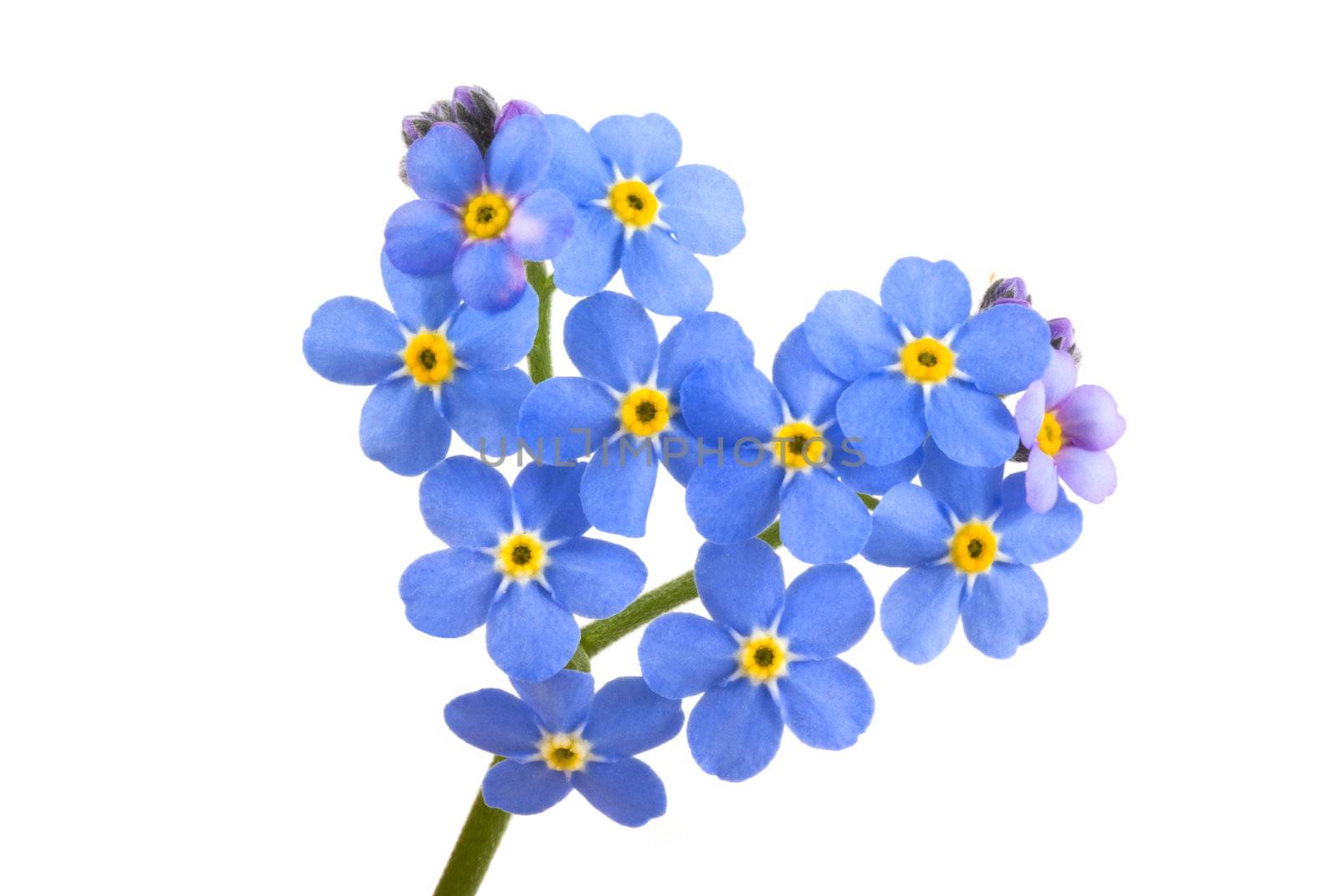 Forget me not, little flowers in heart shape, isolated on white.