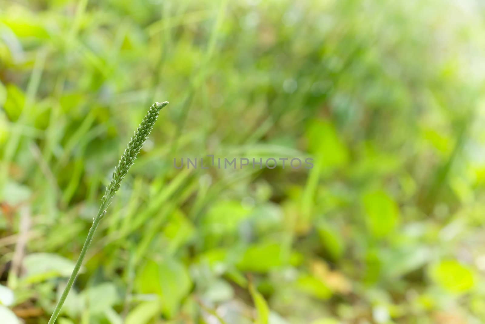 small grass by elwynn