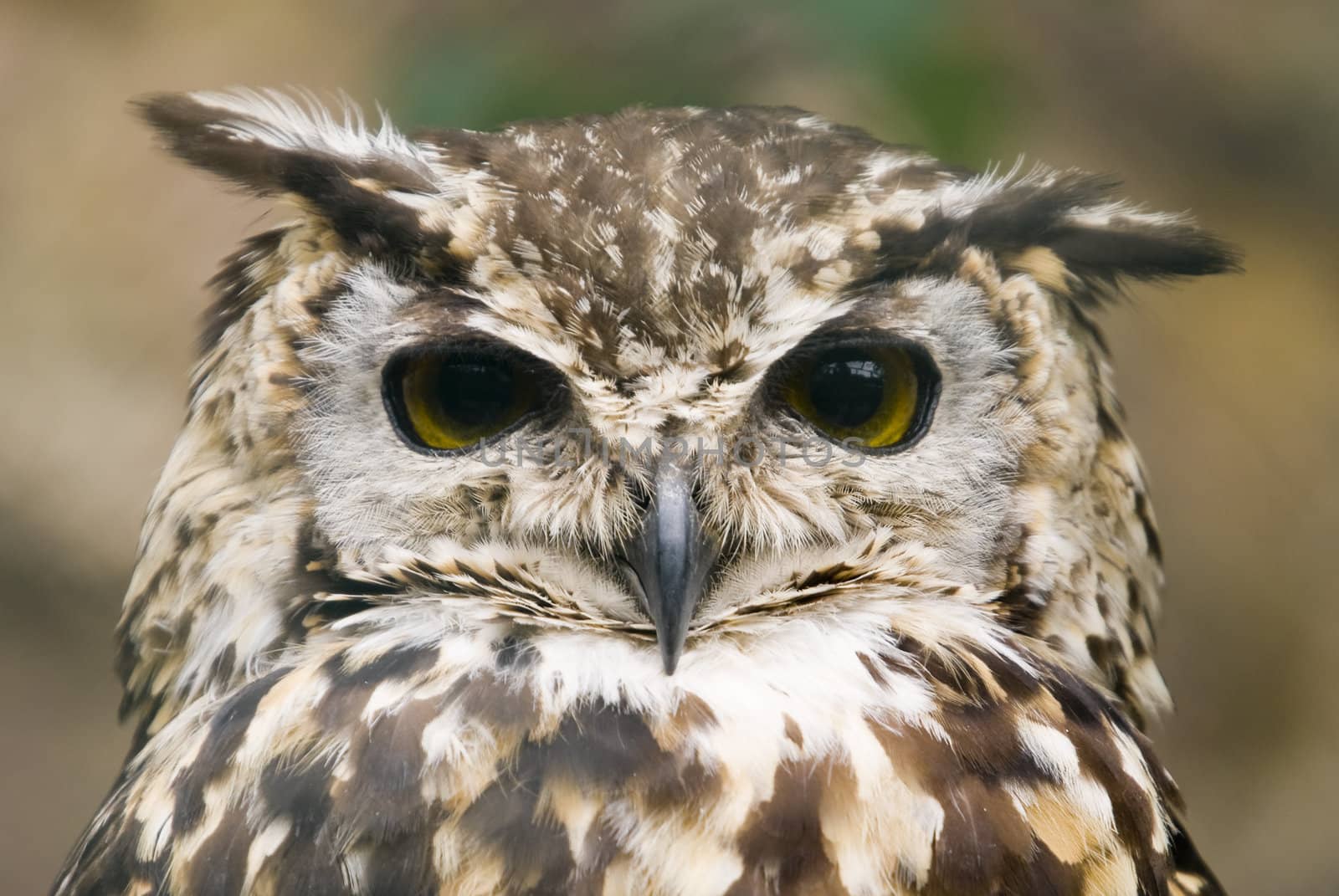 Close up of Ethiopian Eagle Owl (Bubo Capensis Dillonii)