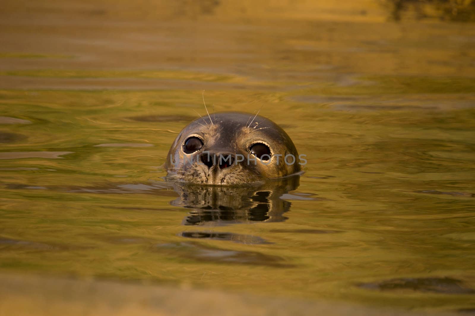 Rescued Harbour Seal (Phoca Vitulina) pup with head above water - landscape orientation