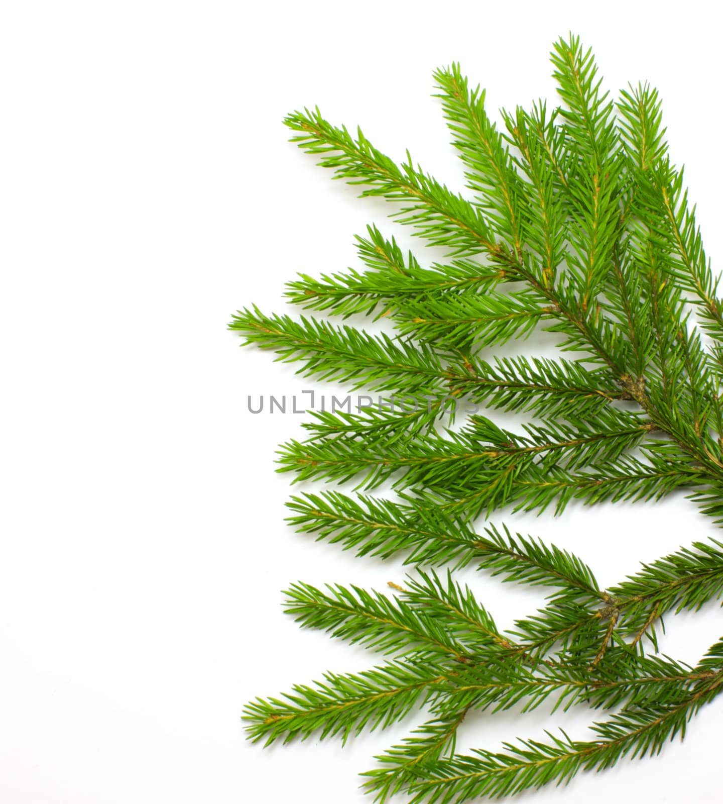 Green fresh spruce branch isolated on white