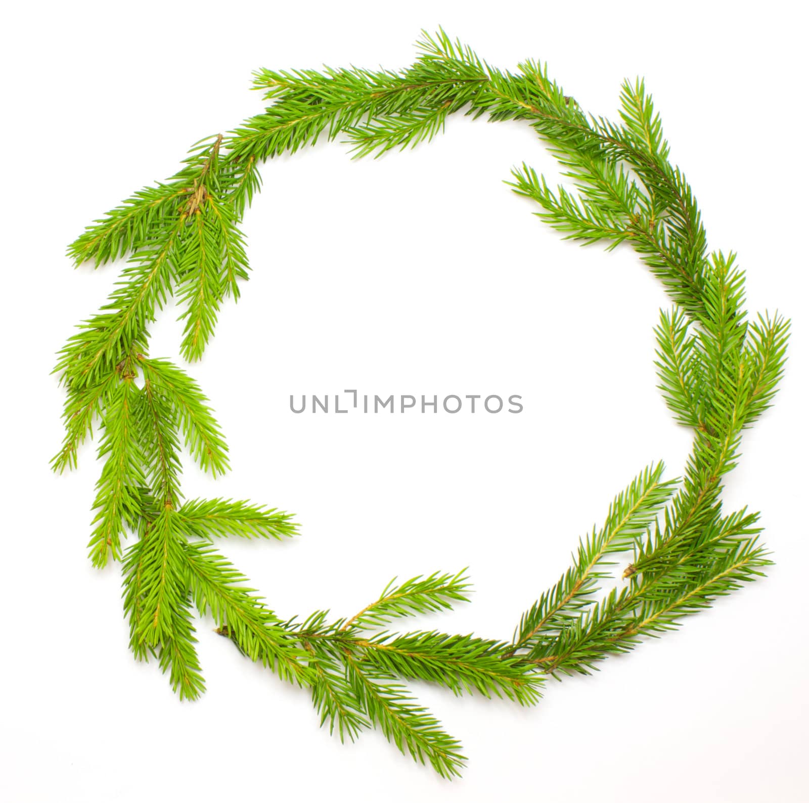 Green fresh spruce frame isolated on white