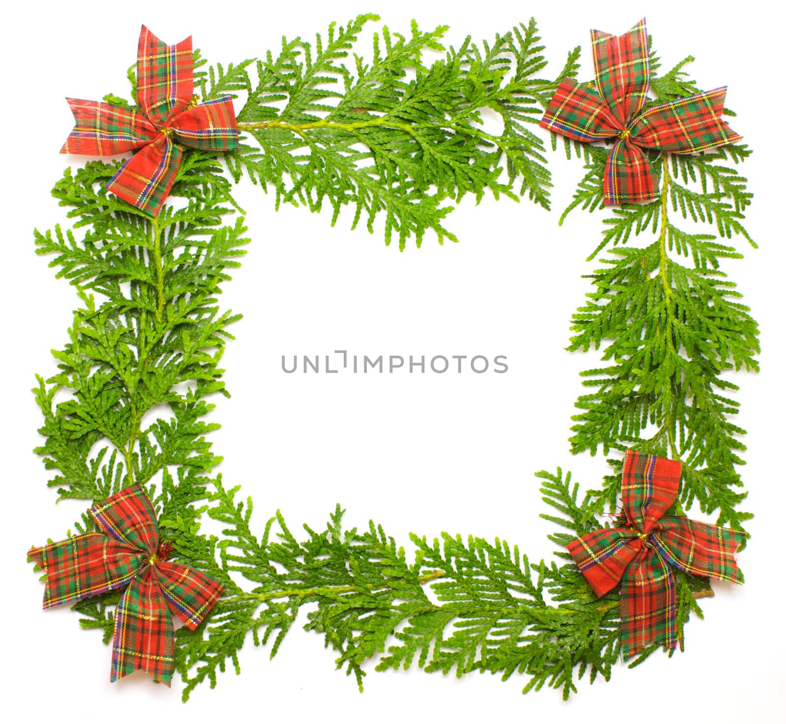 Green fresh juniper frame isolated on white