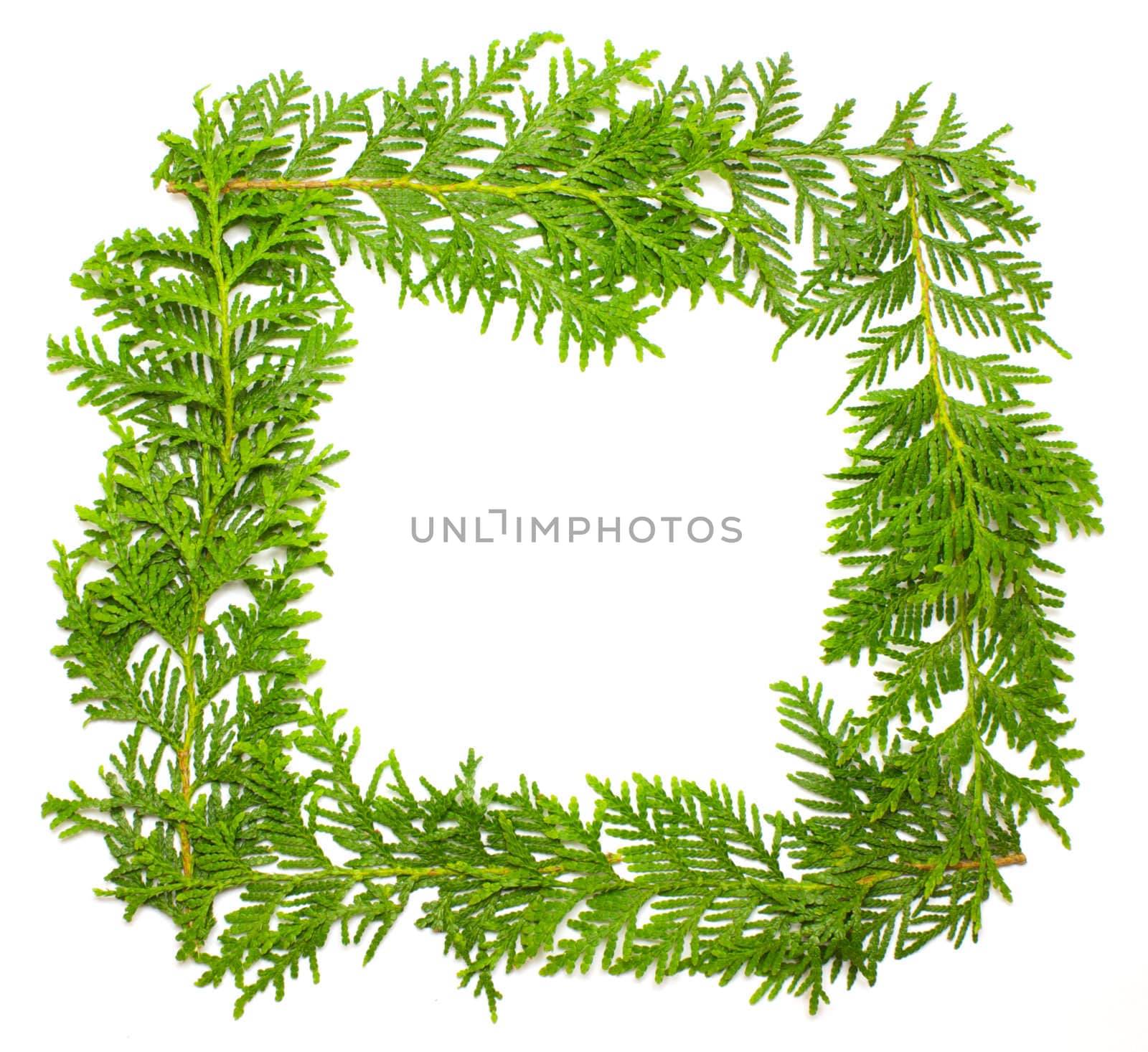 Green spruce frame by ursolv