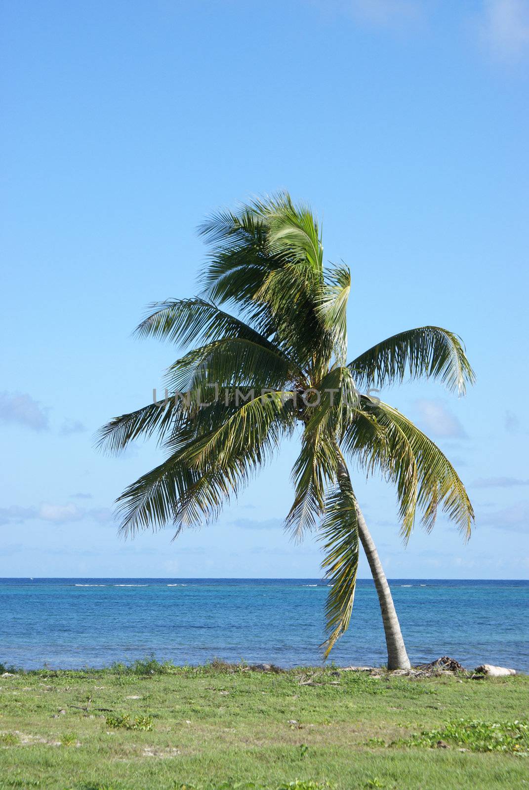 A palm tree on the shoreline looking over the ocean.