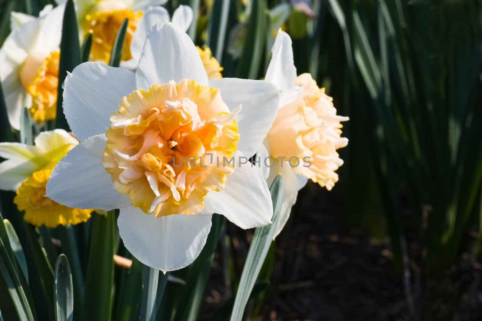 Daffodils in white and orange in april sun