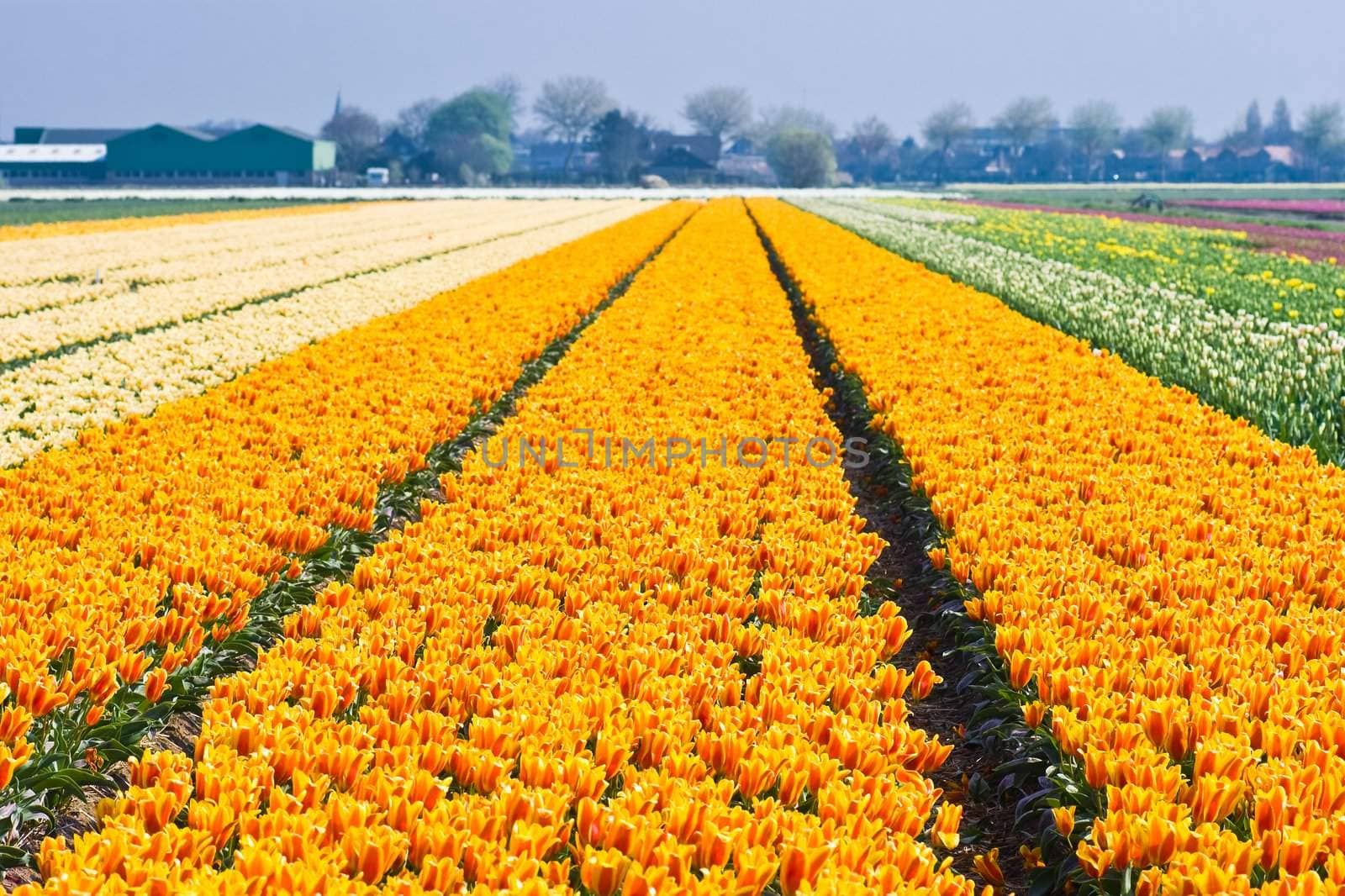 Colorful tulipfields in spring in the sunshine 