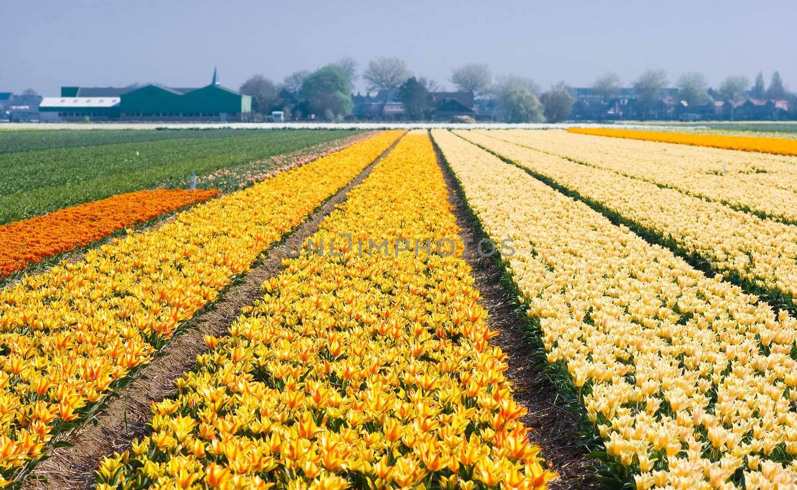 Colorful fields with small tulips by Colette