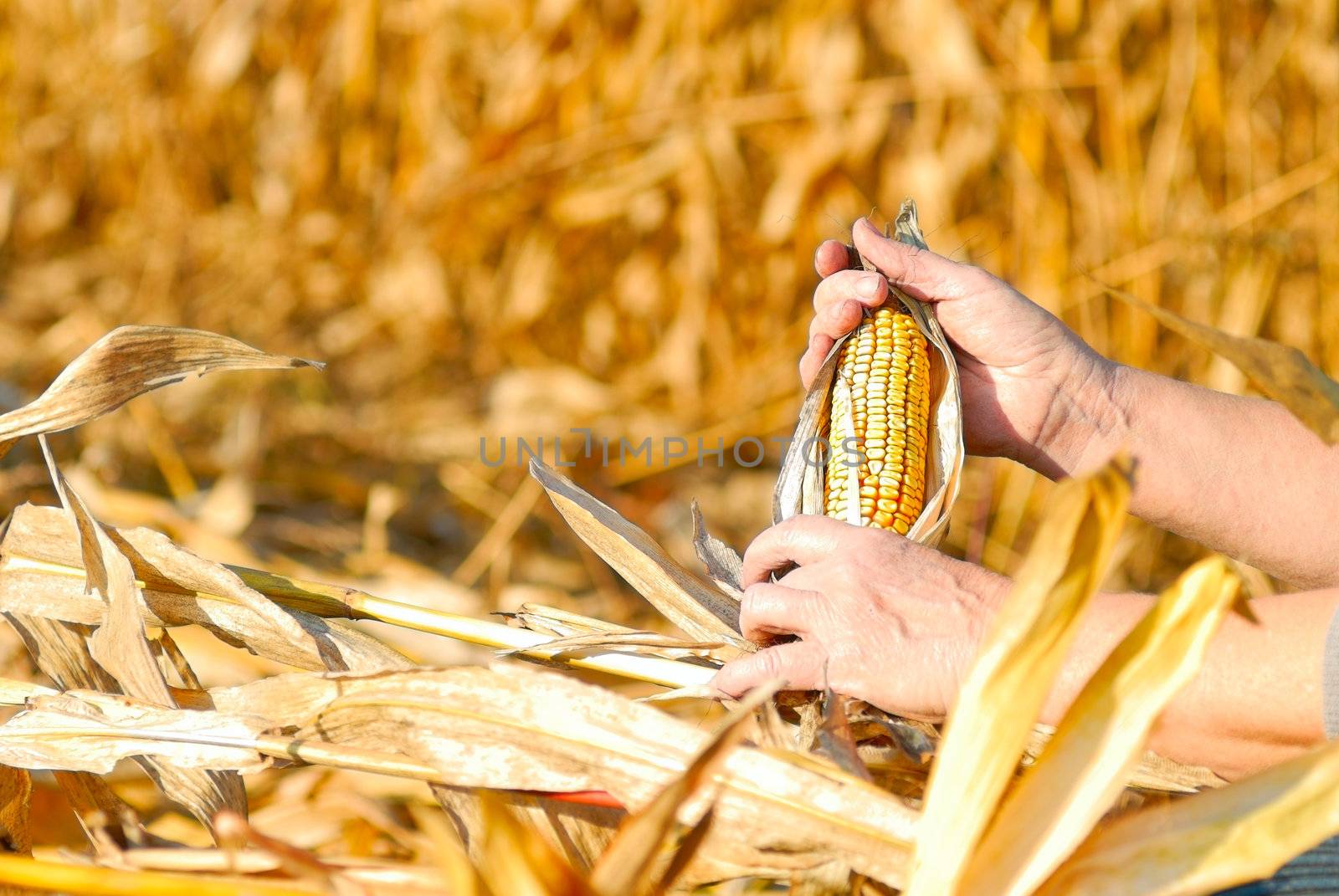 peasant is harvesting a corncobs, manual labour 