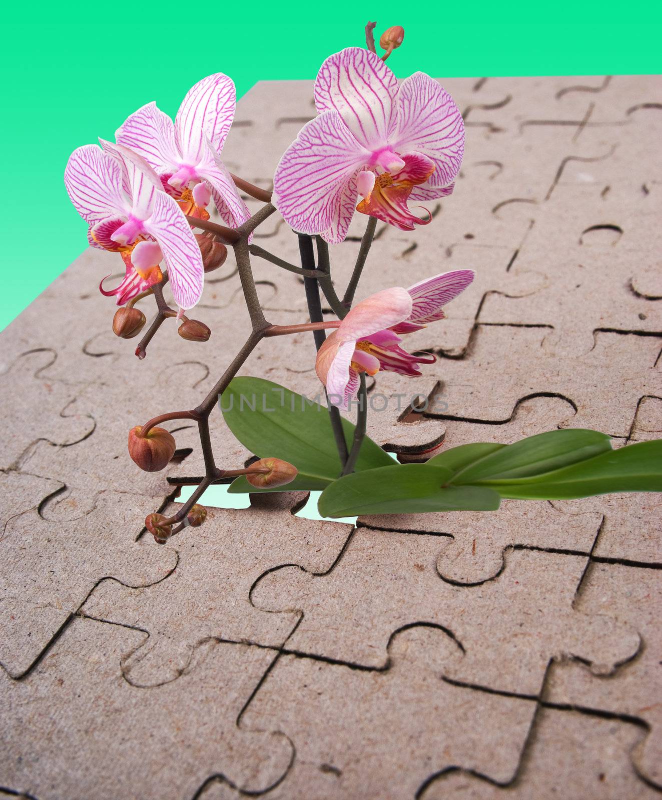 The flower makes the way through an aperture in puzzles