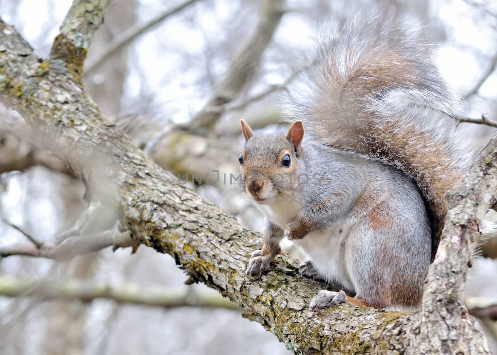 A gray squirrel perched in a tree.