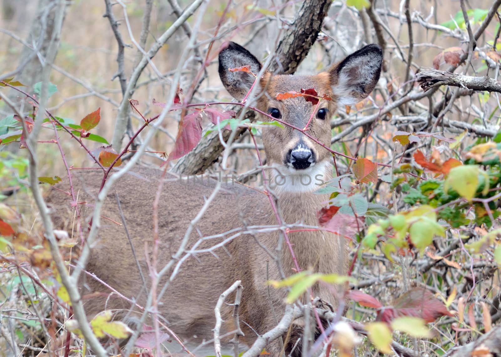 Whitetail deer yearling standing in a thicket.