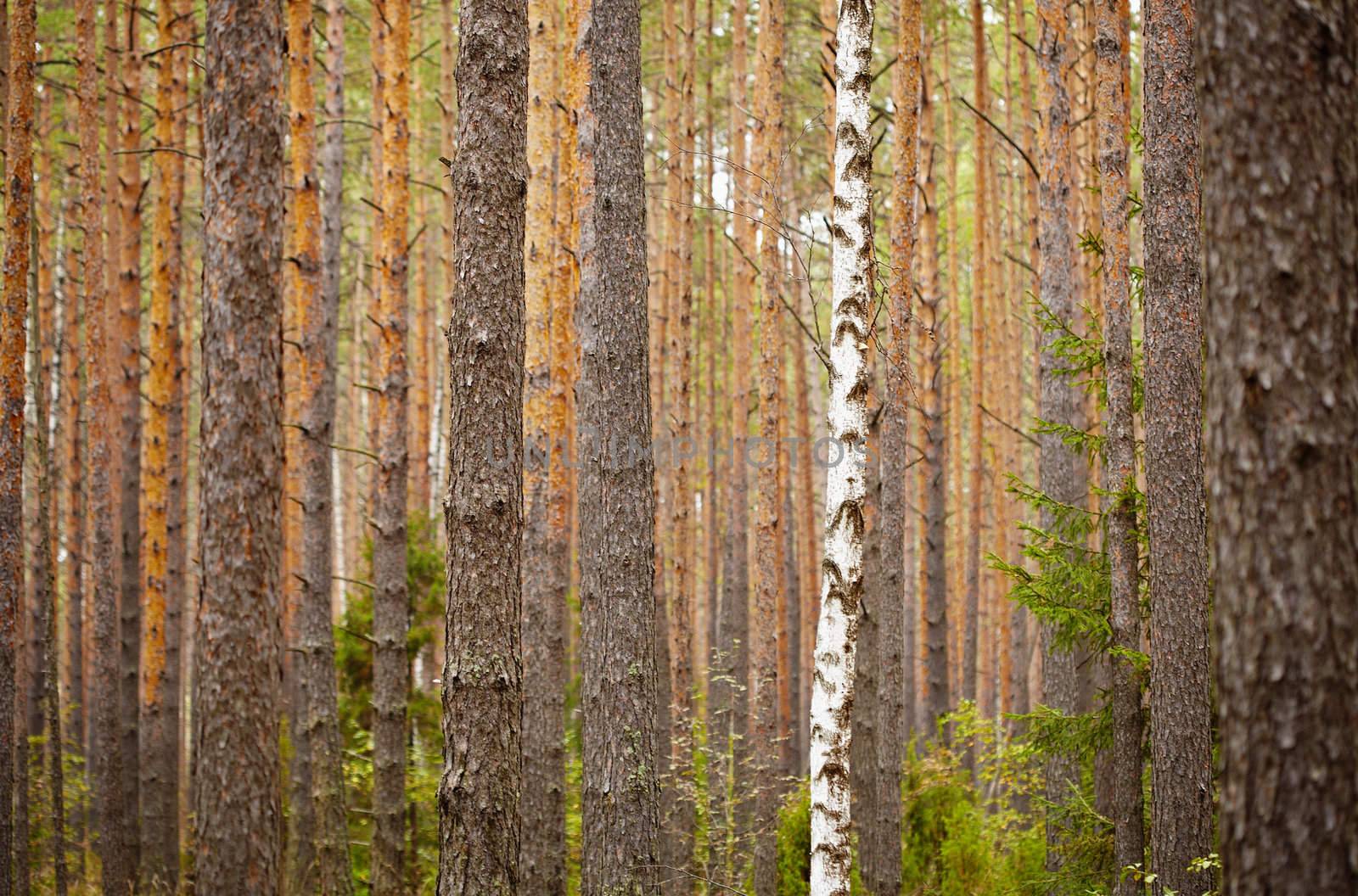 One birch among the pine forest - the background