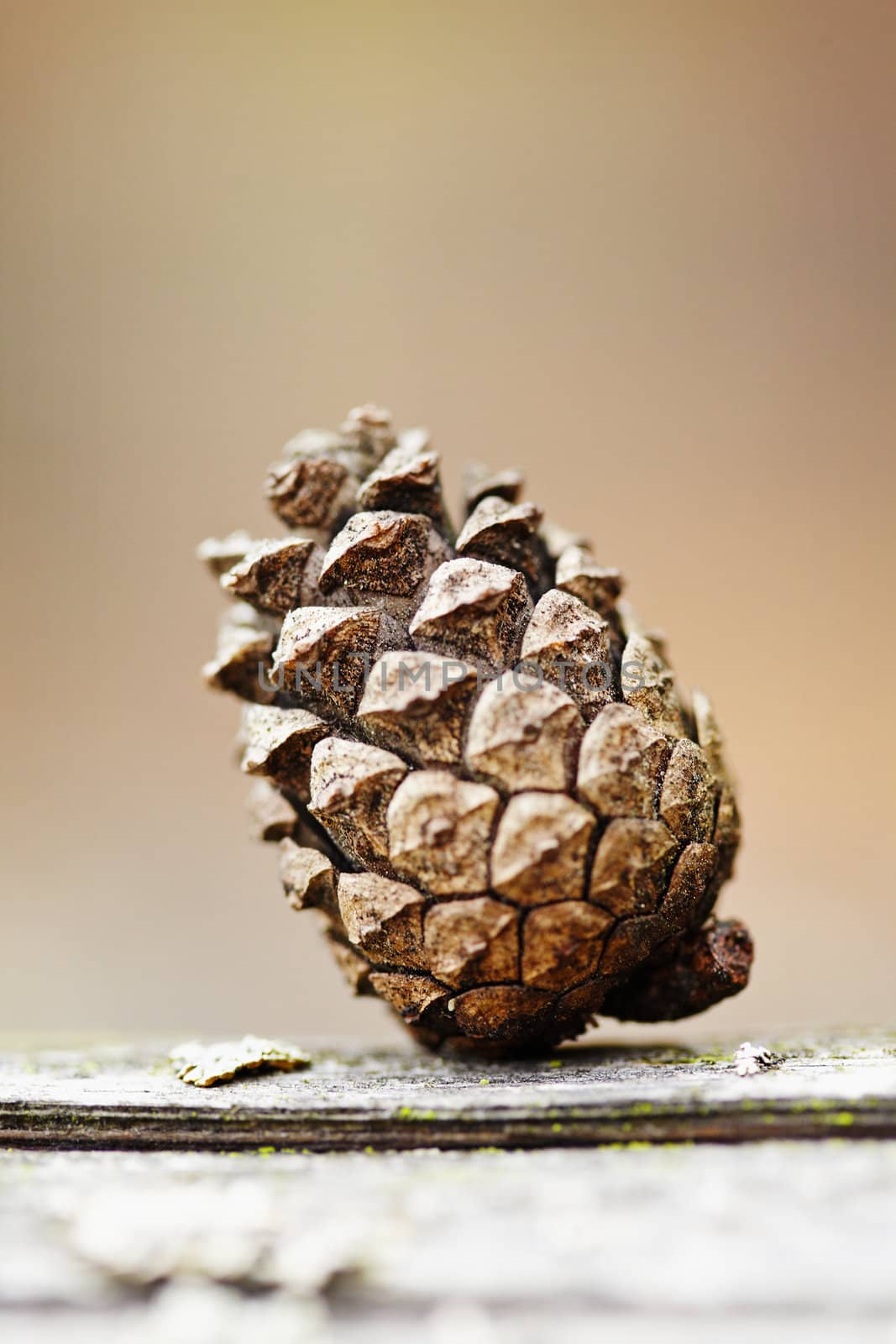 Old pine cone lies on a log close up
