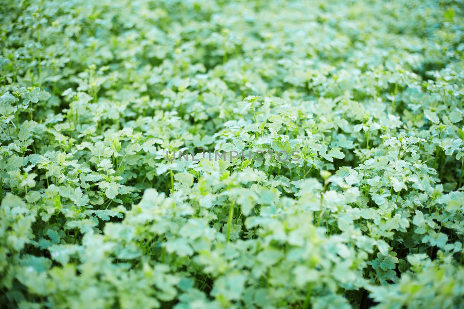 Young mustard growing in the field - the background