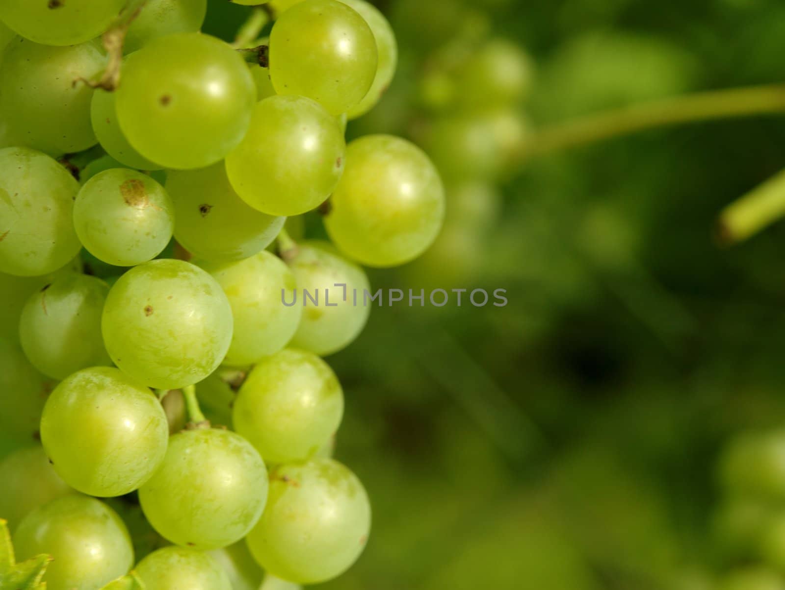 siting in the shade of the vine