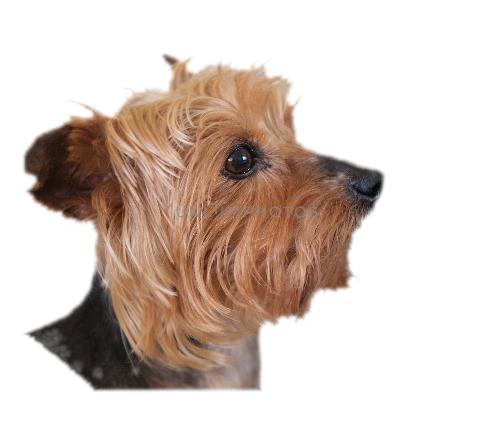 Yorkshire Terrier with a white background