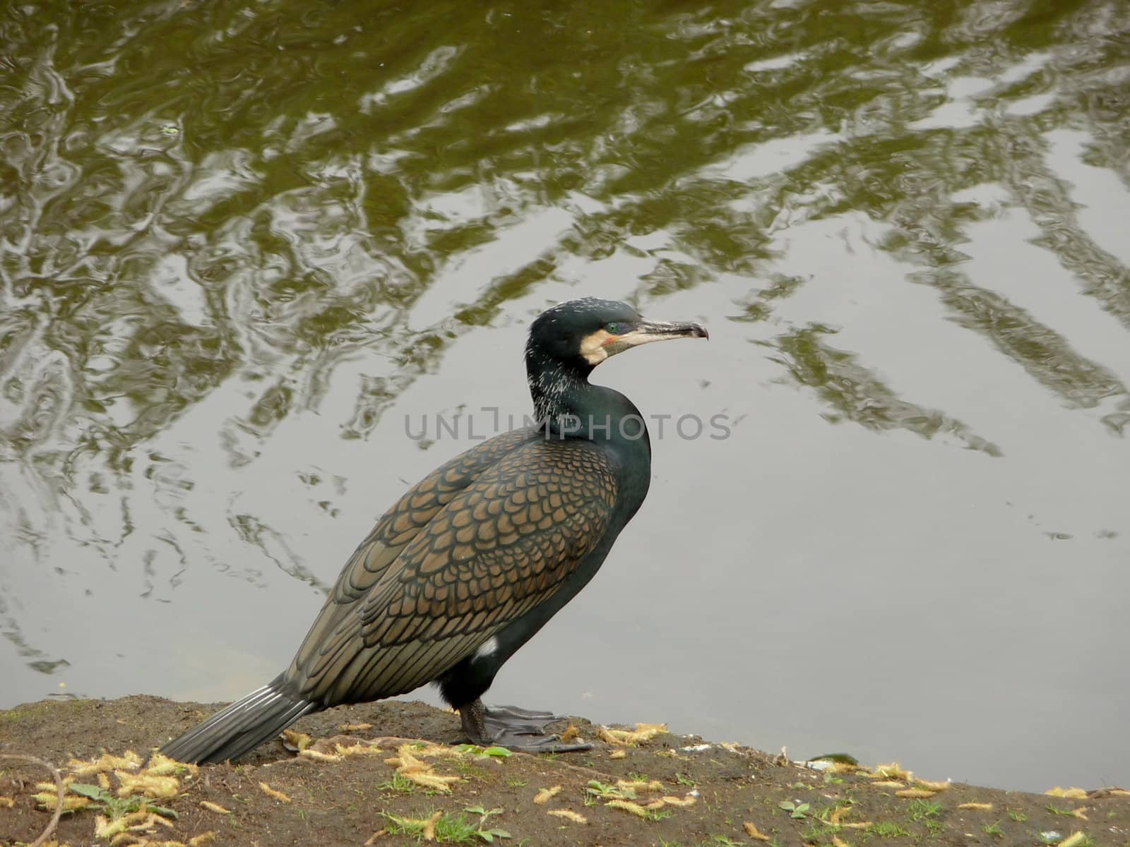 Cormorant stays on a bank near the river