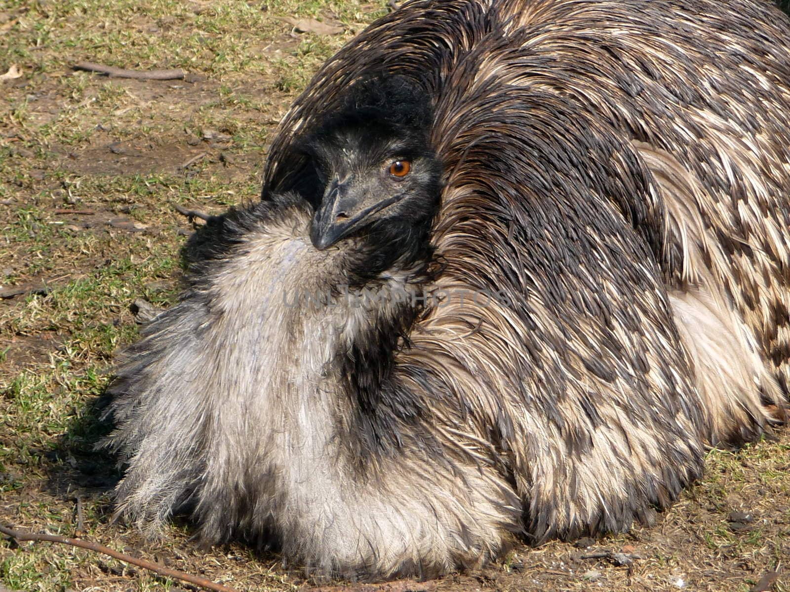 Emu ostrich by tomatto
