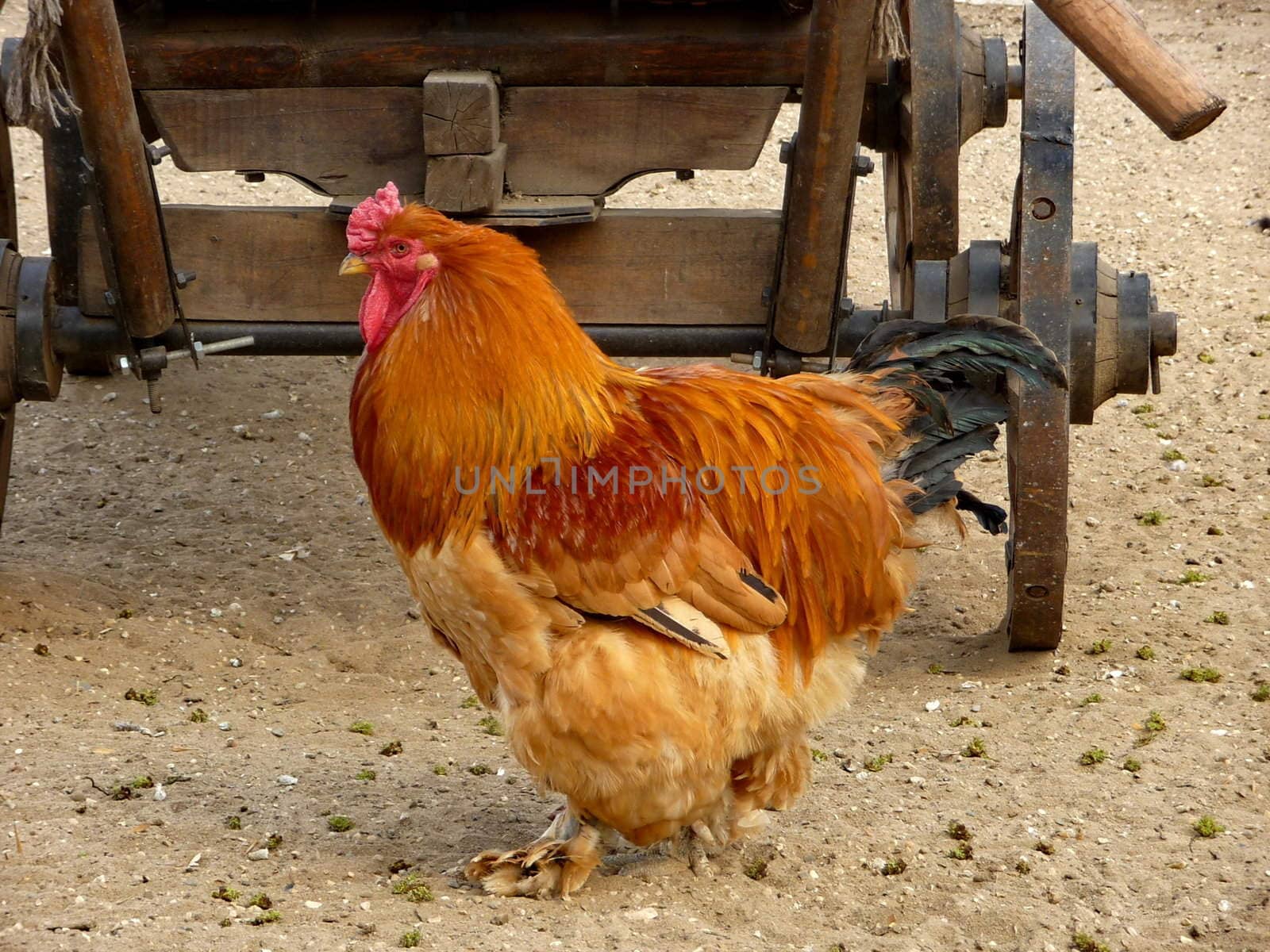 Colorful gold cock stays on the ground