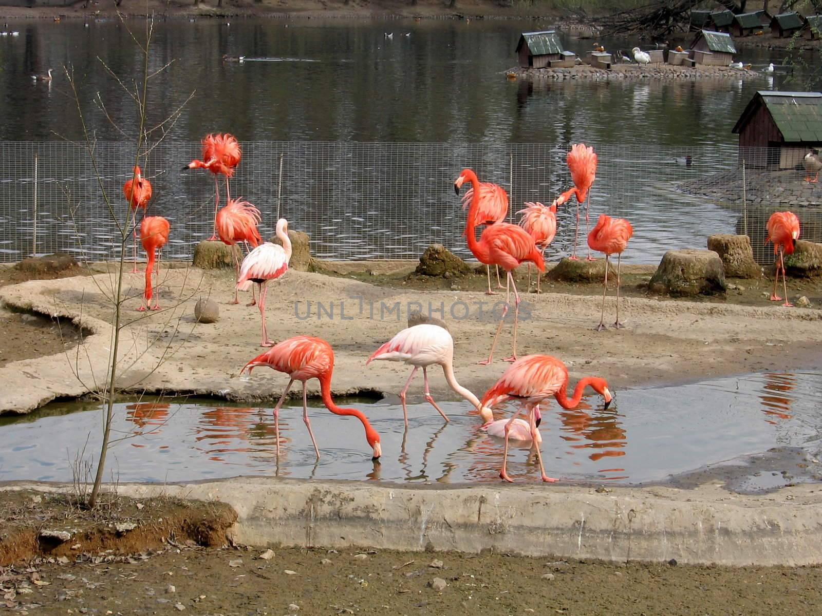 Set of flamingoes at the Moscow zoo