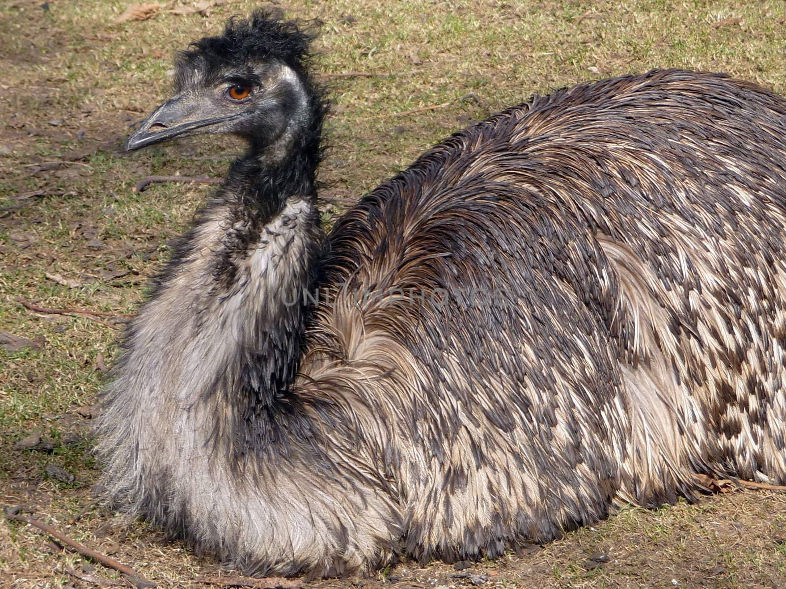 Very beautiful ostrich emu sits on the ground
