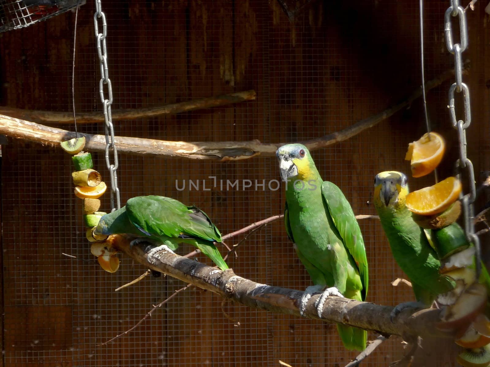 Green parrots by tomatto