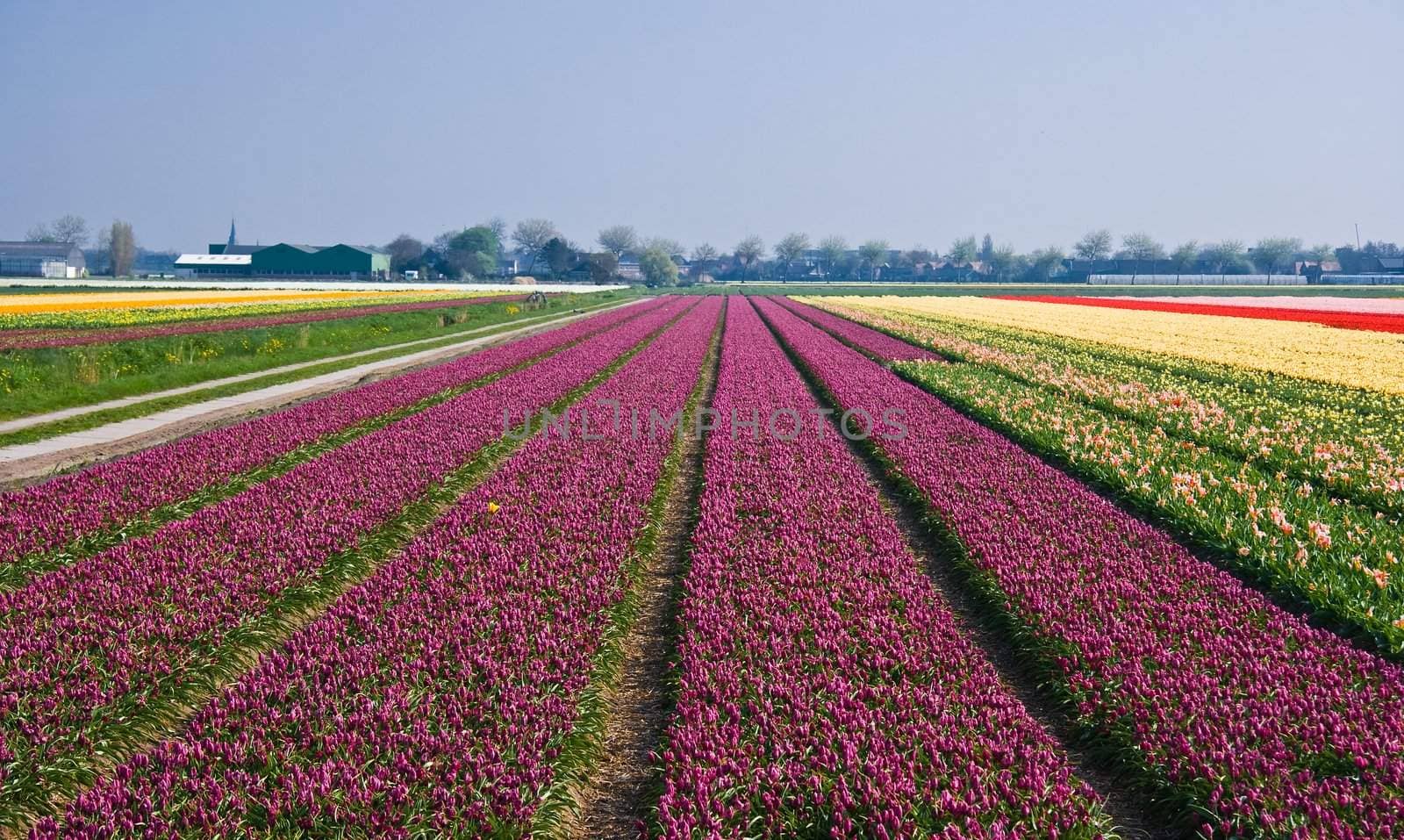 Field with purple tulips  by Colette