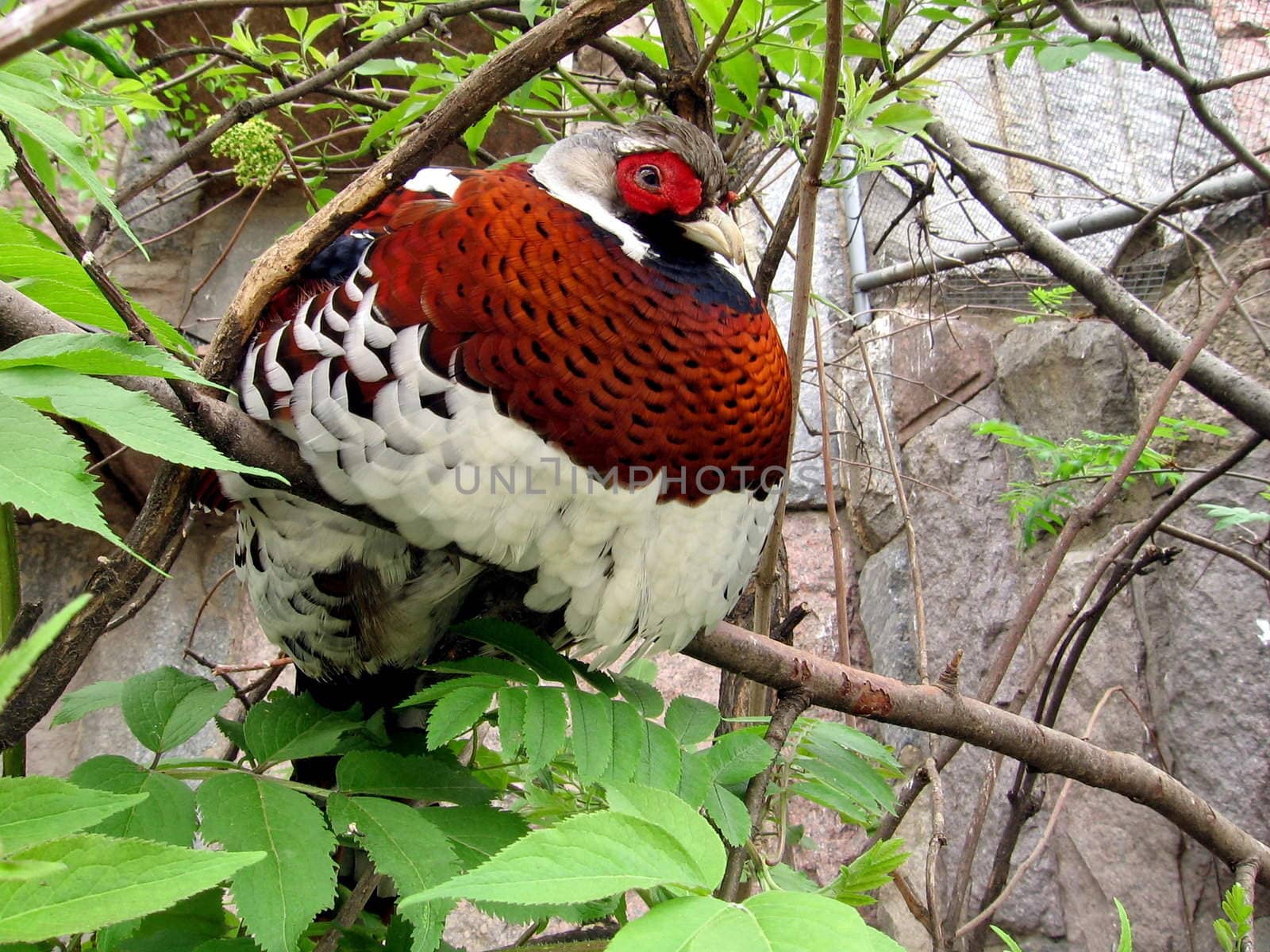 Very beautiful colorful royal pheasant at the Moscow zoo