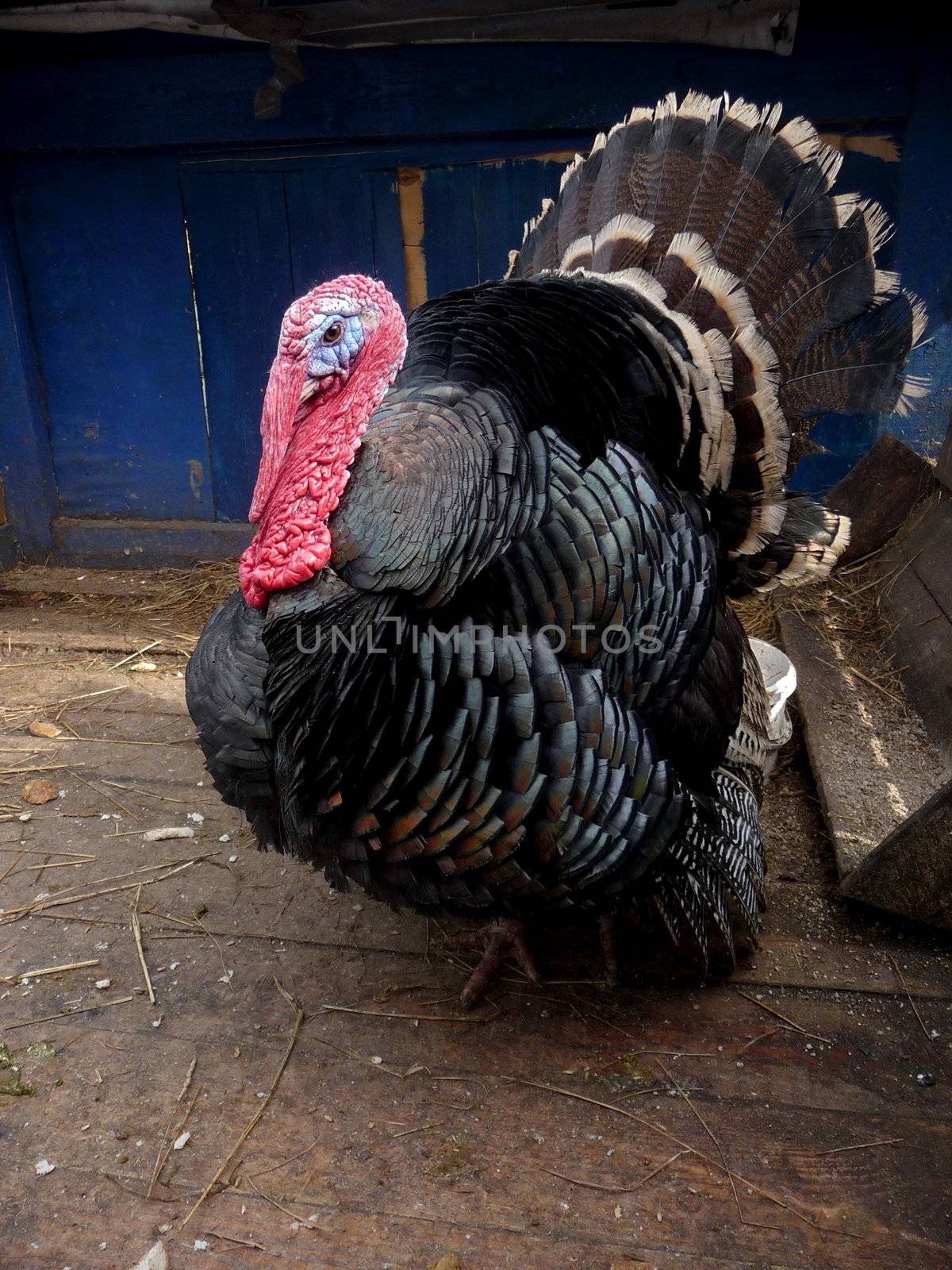 Beautiful large turkey cock stays at zoo