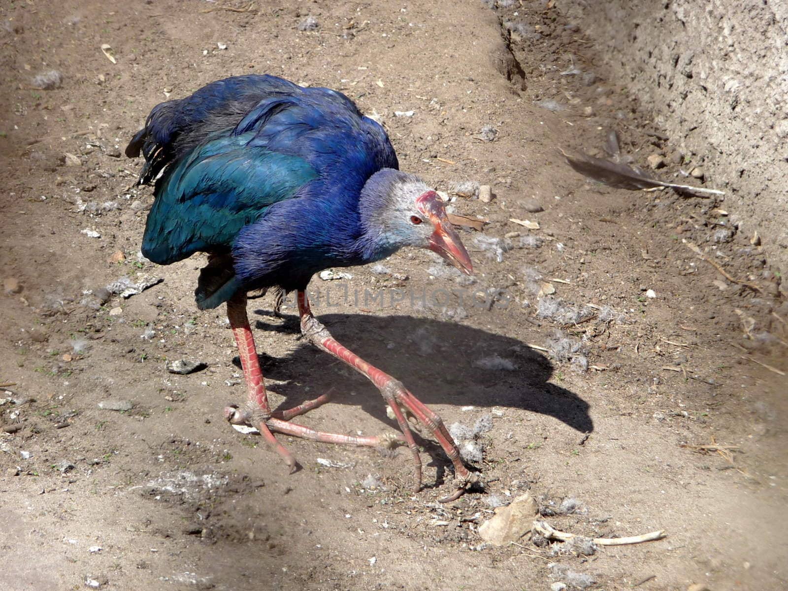 Walking unusual blue bird in Moscow zoo