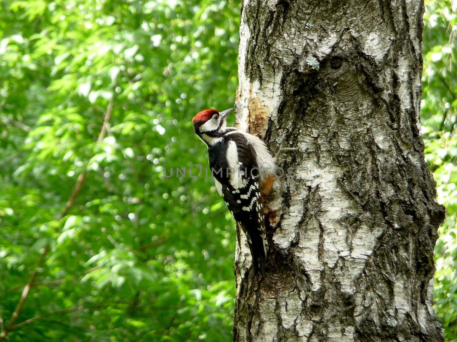 Woodpecker on tree by tomatto