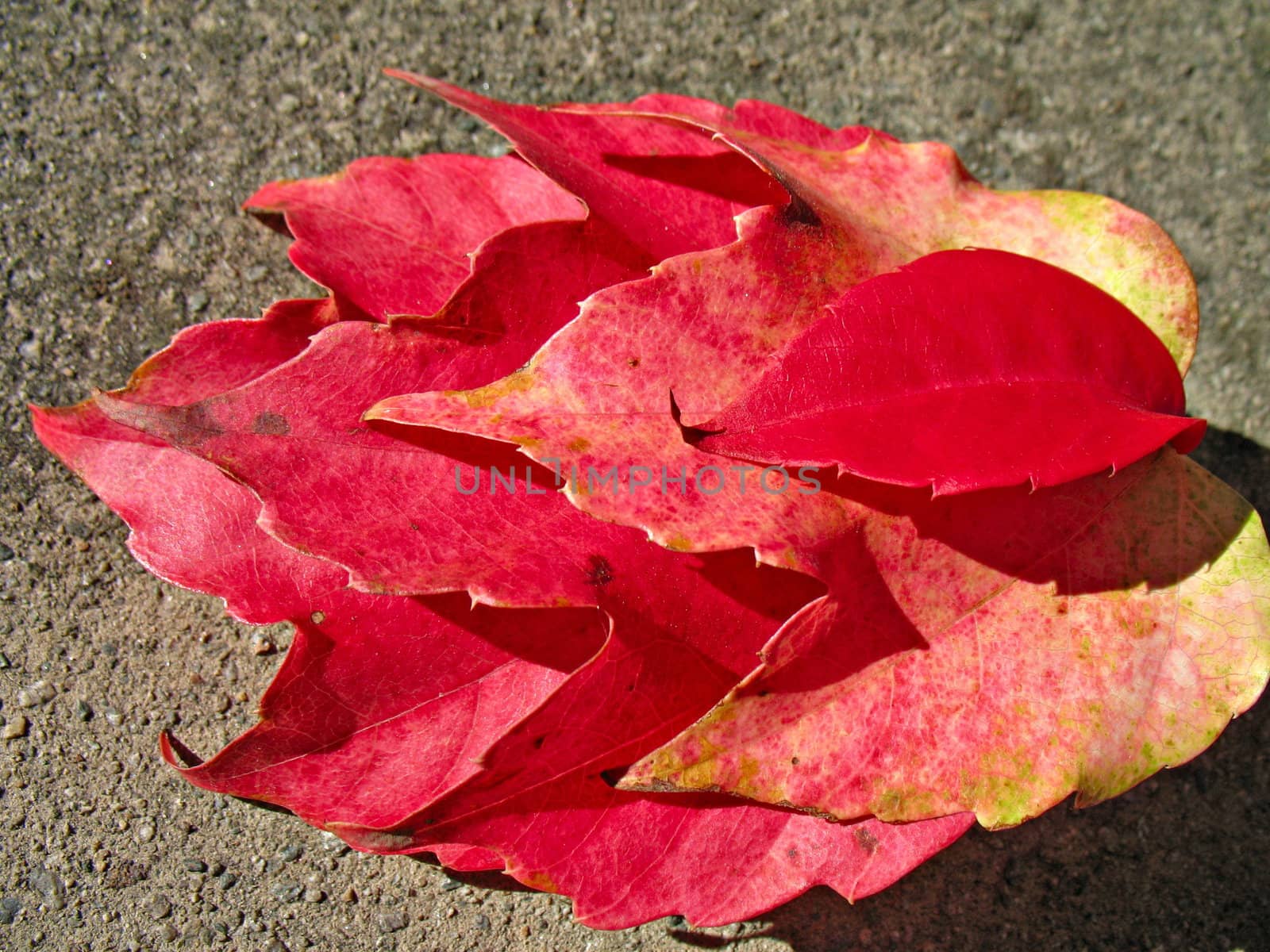 four red leaves in fall season