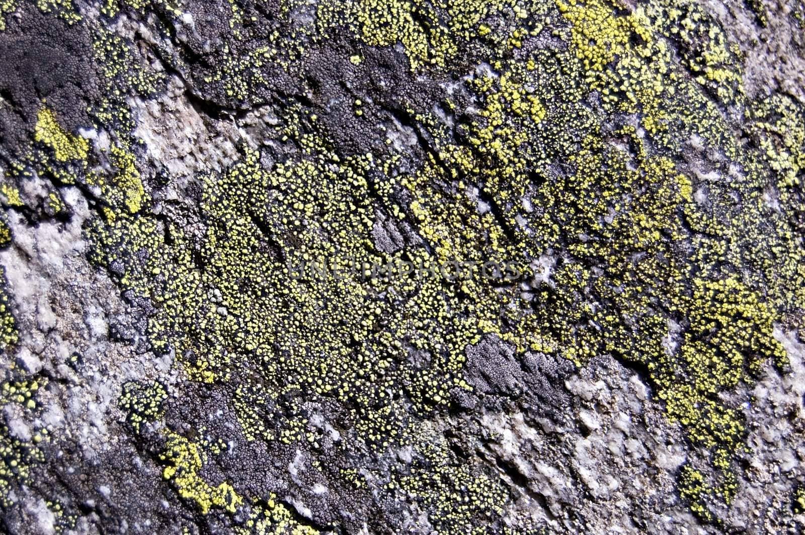 Stone covered with green and gray lichens