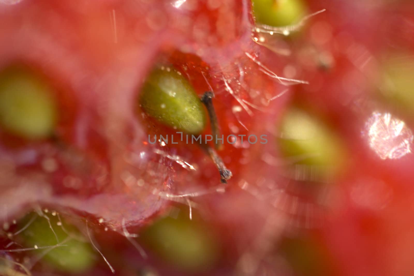 macro red  strawberry against white background