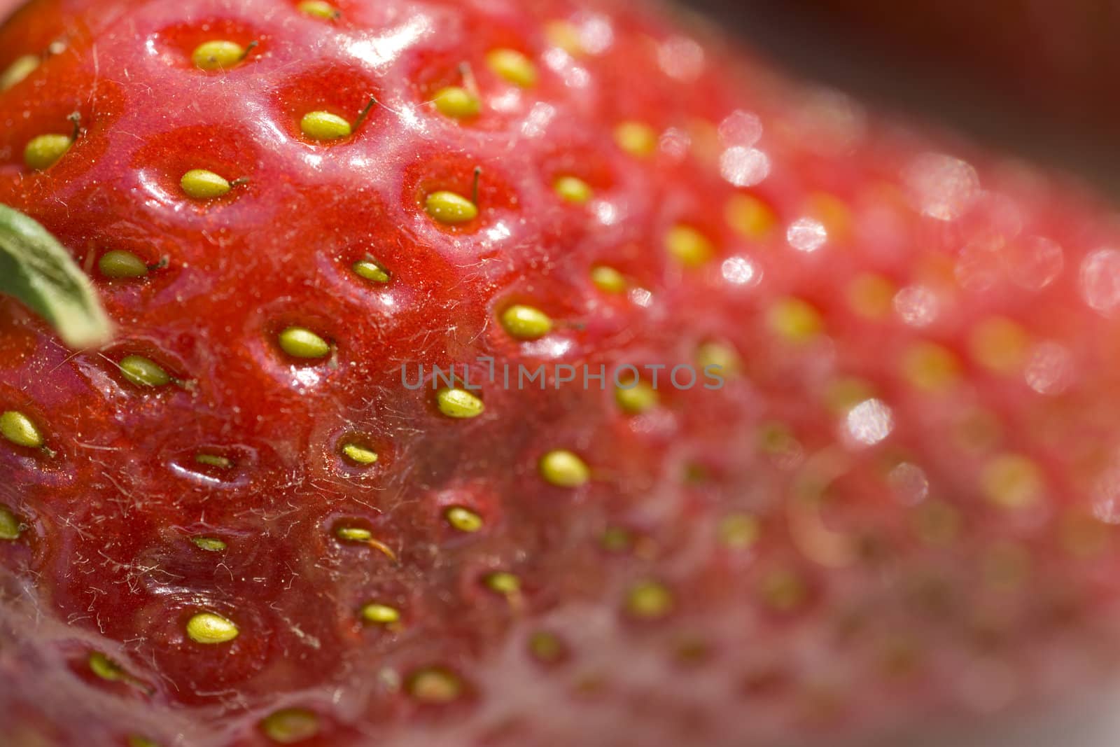 macro red  strawberry against white background