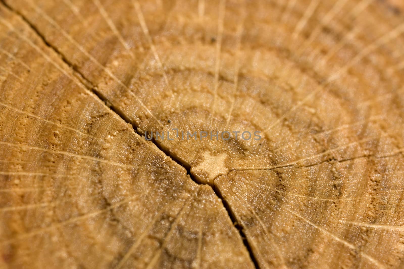 crossection of an pine tree trunk 