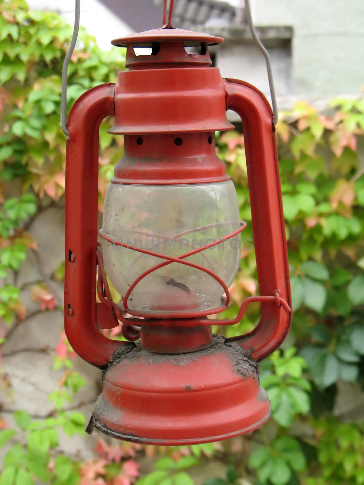 an old oil lamp on a coming red woodbine