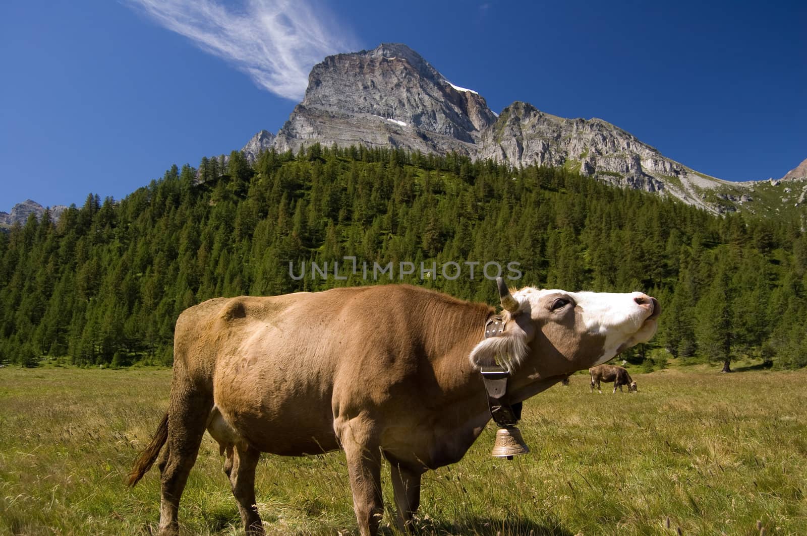 Cow in Alpe Veglia italian natural park and Monte Leone in background, Piemonte, Italy